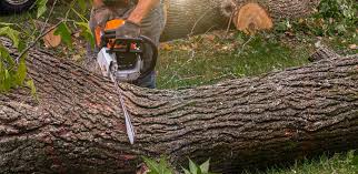 Best Tree and Shrub Care  in Mount Vernon, IA