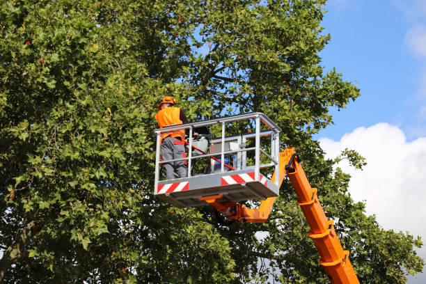 Mount Vernon, IA Tree Services Company