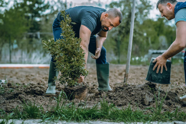 Best Seasonal Cleanup (Spring/Fall)  in Mount Vernon, IA